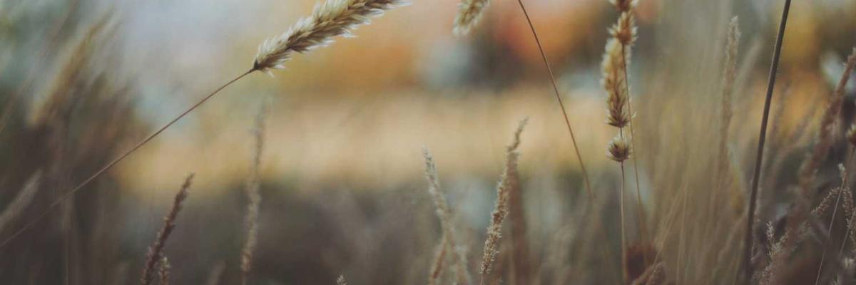 Executive Mansion in Osaka Bay Area